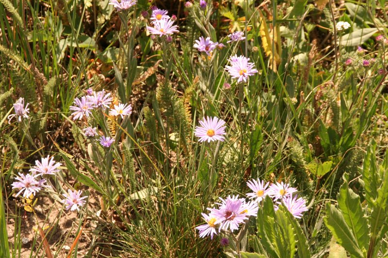 Trip (215).JPG - Wildflowers outside of Bear Lake Lodge, Wyoming